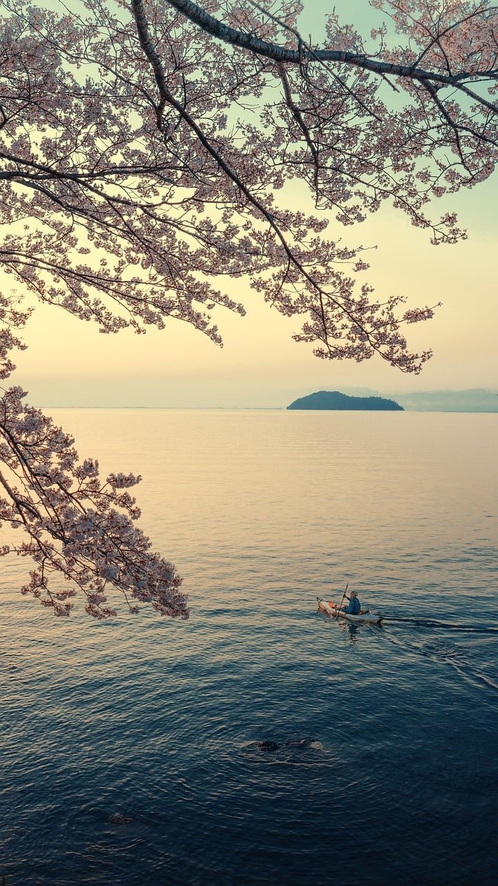 landscape, lake, lake biwa, island, spring, sakura, canoe, early morning, japan-9802950.jpg