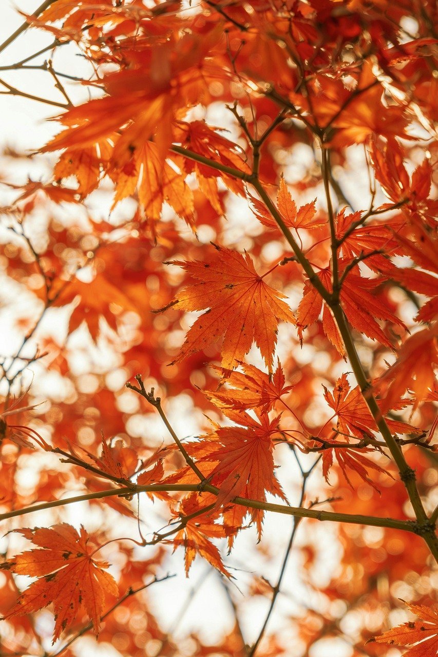 leaves, autumn leaves, autumn colors, tree, maple, branches, maple leaves, red, orange-9797853.jpg